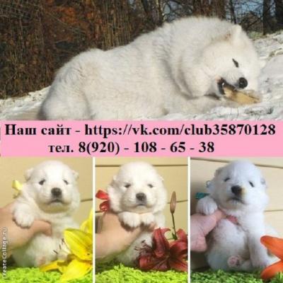Продам щенка Самоед, самоедская лайка - Россия, Владимир