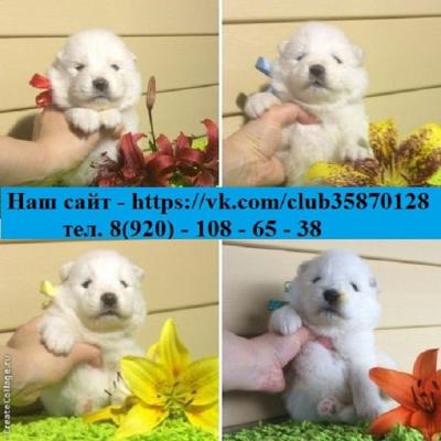 Продам щенка Самоед, самоедская лайка - Россия, Кострома