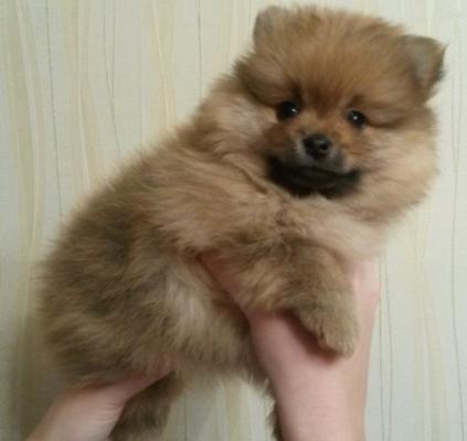 Продам щенка Шпиц - Россия, Казань. Цена 33500 рублей