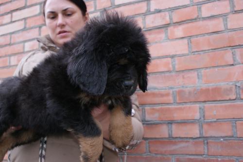 Продам щенка Тибетский мастиф - Россия, Ростов-на-Дону. Цена 50000 рублей