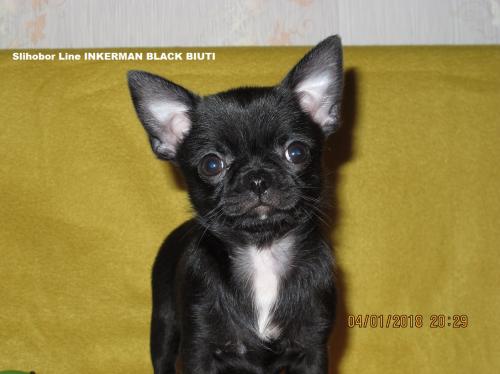 Продам щенка Чихуахуа - Россия, Москва, Москва. Щенки из питомника Kennel SLIHOBOR LINE Чихуахуа & Доберман - Россия, Москва, Москва