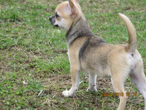 Продам щенка Чихуахуа - Россия, Москва. Щенки из питомника Kennel SLIHOBOR LINE Чихуахуа & Доберман - Россия, Москва, Москва