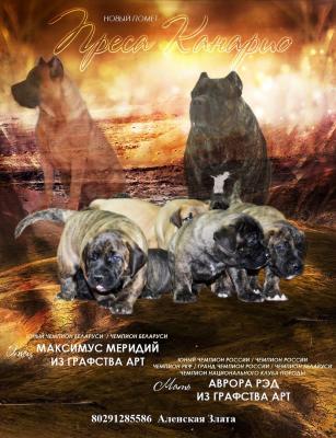 Продам щенка , Канарский дог - Беларусь, Минск