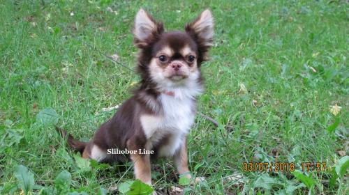 Продам щенка Чихуахуа - Россия, Москва. Щенки из питомника Kennel SLIHOBOR LINE Чихуахуа & Доберман - Россия, Москва, Москва