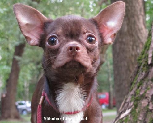 Продам щенка Чихуахуа - Россия, Москва. Щенки из питомника Kennel SLIHOBOR LINE Чихуахуа & Доберман - Россия, Москва, Москва