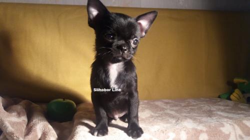 Продам щенка Чихуахуа - Россия, Москва. Щенки из питомника Kennel SLIHOBOR LINE Чихуахуа & Доберман - Россия, Москва, Москва
