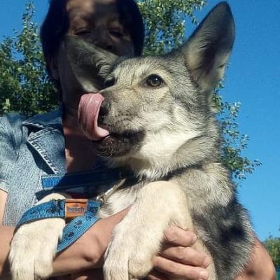 Продам щенка Другая порода/смешанная, Волчья собака Саарлоса - Россия, Санкт-Петербург. Цена 70000 рублей