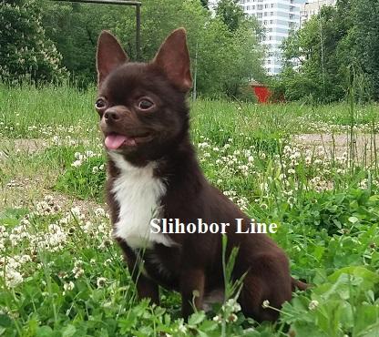 Продам щенка Чихуахуа - Россия, Москва, Повсеместно. Щенки из питомника Kennel SLIHOBOR LINE Чихуахуа & Доберман - Россия, Москва, Москва