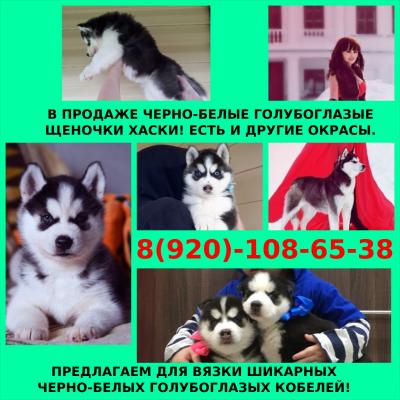Продам щенка Хаски - Россия, Череповец