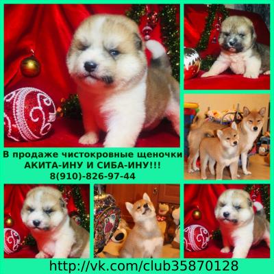 Продам щенка Акита, акита-ину - Россия, Ярославль