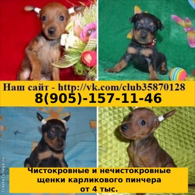 Продам щенка Карликовый пинчер, цвергпинчер - Россия, Кинешма. Цена 4000 рублей