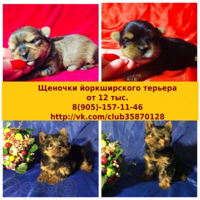 Продам щенка Йоркширский терьер - Россия, Иваново. Цена 12000 рублей