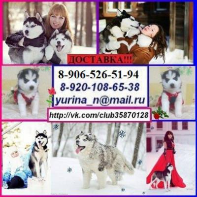Продам щенка Хаски - Россия, Комсомольск