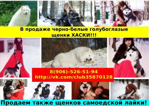 Продам щенка Хаски - Россия, Красные Ткачи
