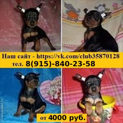 Продам щенка Карликовый пинчер, цвергпинчер - Россия, Рыбинск. Цена 4000 рублей