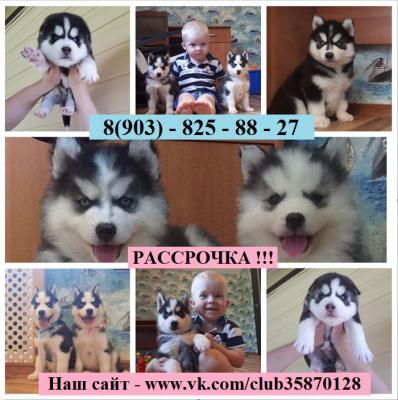 Продам щенка Хаски - Россия, Тверь