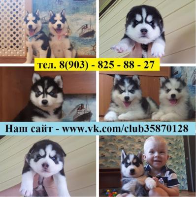 Продам щенка Хаски - Россия, Йошкар-Ола