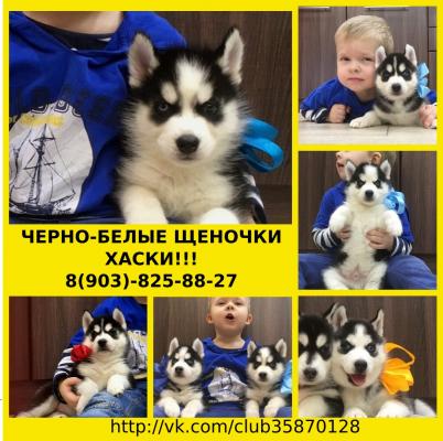 Продам щенка Хаски - Россия, Архангельск