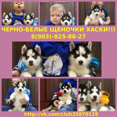 Продам щенка Хаски - Россия, Москва