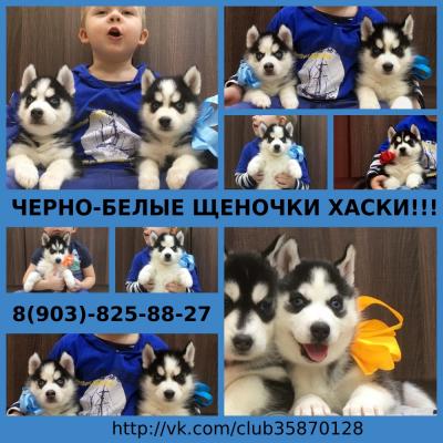 Продам щенка Хаски - Россия, Йошкар-Ола