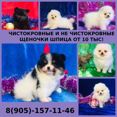 Продам щенка Шпиц - Россия, Иваново. Цена 10000 рублей