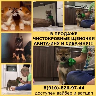 Продам щенка Акита, акита-ину - Россия, Ярославль