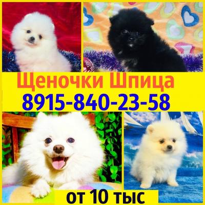 Продам щенка Шпиц - Россия, Иваново. Цена 10000 рублей