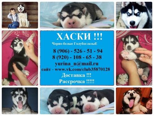 Продам щенка Хаски - Россия, Санкт-Петербург