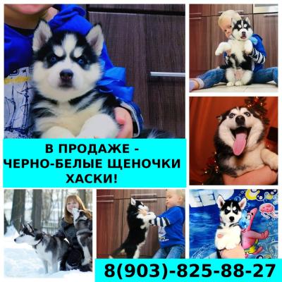 Продам щенка Хаски - Россия, Москва