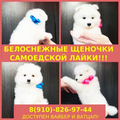 Продам щенка Самоед, самоедская лайка - Россия, Кострома
