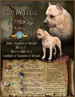 Ищу суку для вязки Американский стаффордширский терьер - Украина, Киев. Цена 200 долларов
