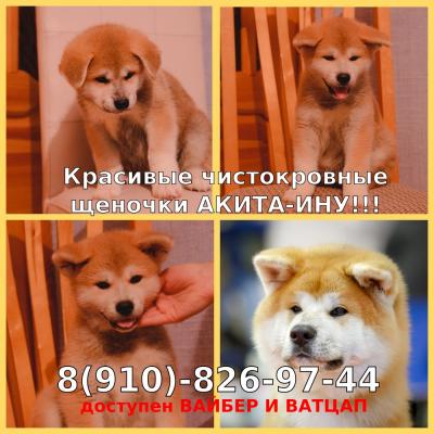 Продам щенка Акита, акита-ину - Россия, Ярославль