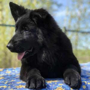 Продам щенка Немецкая овчарка - Россия, Тула. Цена 25000 рублей
