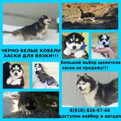 Продам щенка Хаски - Россия, Иваново