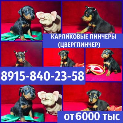 Продам щенка Карликовый пинчер, цвергпинчер - Россия, Ярославль. Цена 6000 рублей