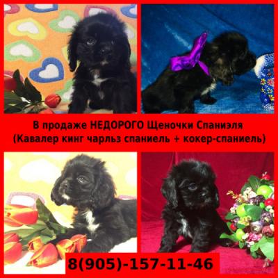 Продам щенка Ка Де Бо - Россия, Кострома