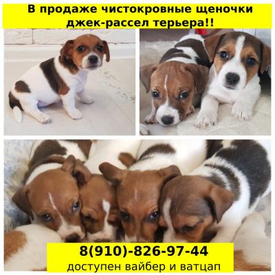 Продам щенка Джек-рассел-терьер - Россия, Вологда