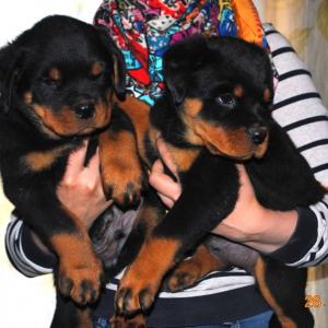 Продам щенка Ротвейлер - Россия, Челябинск, Челябинск. Цена 25000 рублей