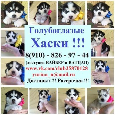 Продам щенка Хаски - Россия, Кострома