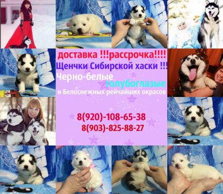 Продам щенка Хаски - Россия, Нижний Новгород