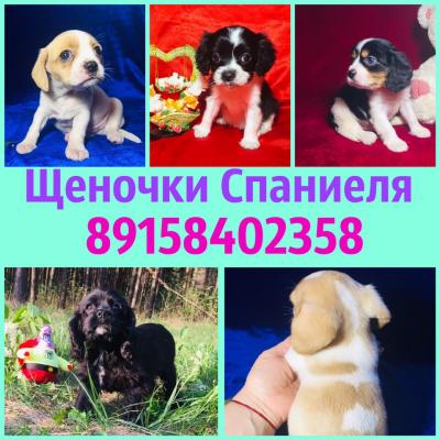 Продам щенка Кавалер кинг чарльз спаниель - Россия, Нижний Новгород