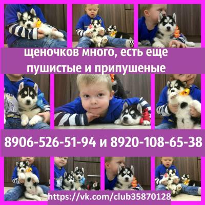 Продам щенка Хаски - Россия, Ярославль
