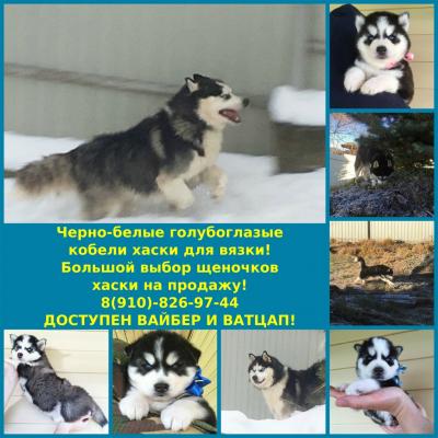 Продам щенка Хаски - Россия, Москва