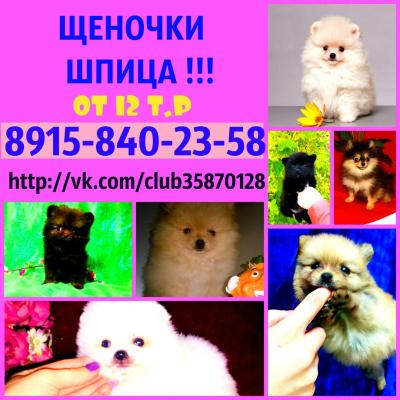 Продам щенка Шпиц - Россия, Нижний Новгород. Цена 12000 рублей