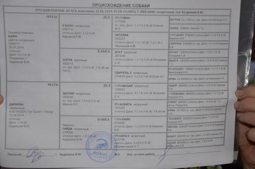 Продам щенка Русская гончая - Россия, Нижний Новгород, Городец