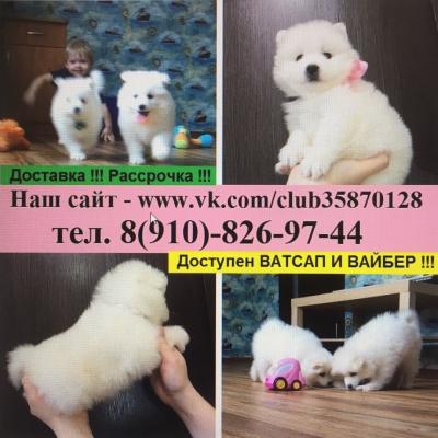 Продам щенка Самоед, самоедская лайка - Россия, Москва