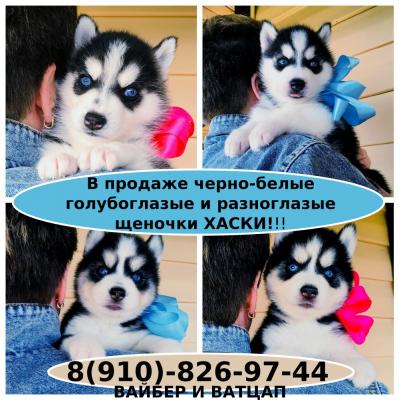 Продам щенка Хаски - Россия, Санкт-Петербург