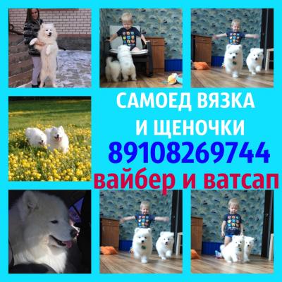 Продам щенка Самоед, самоедская лайка - Россия, Сергиев Посад
