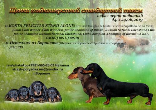 Продам щенка Такса - Россия, Воронеж. Цена 10 000 рублей