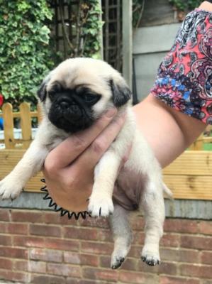 Продам щенка , pug - Россия, Московская область. Цена 360 евро